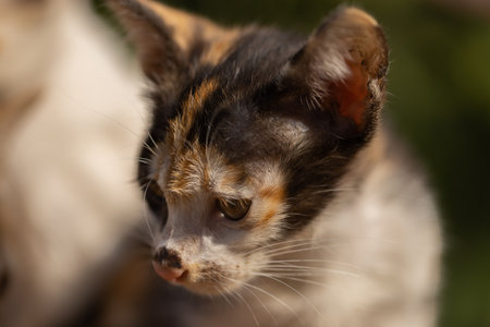 Close up of tricolor kitten in the garden. Selective focus.の写真素材