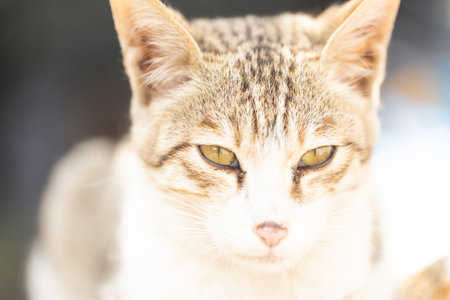 Close up of cat face on blurred background, shallow depth of fieldの写真素材