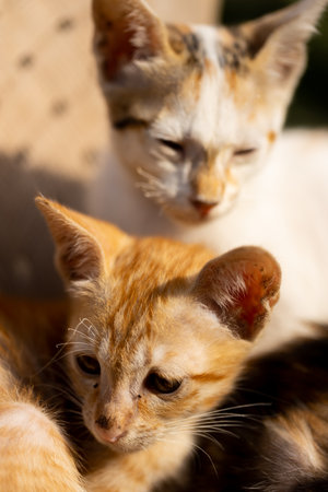 Kittens in the sun close-up. Selective focus.の写真素材