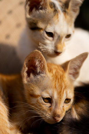Close up portrait of a cat and kitten. Selective focus.の写真素材