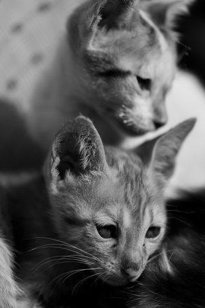 Two kittens in black and white tone. Shallow depth of field.の写真素材