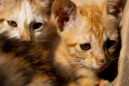 Cute little kittens playing together. Selective focus on eyes.の写真素材