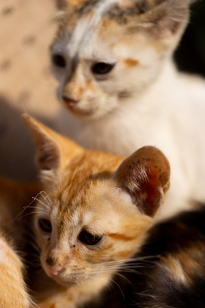 close up of a group of cats in a house in the villageの写真素材