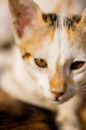 close up portrait of a beautiful calico cat with orange eyes looking at the cameraの写真素材