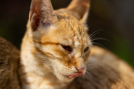 Close up of a cat's face. Shallow depth of field.の写真素材