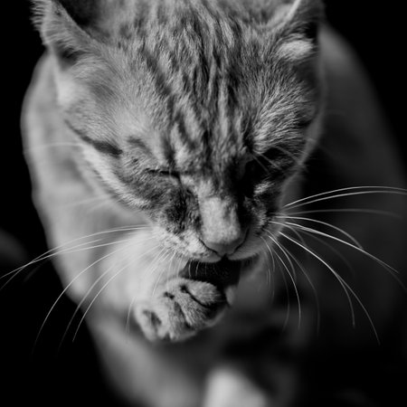 Black and white portrait of a cat eating on a black background.
