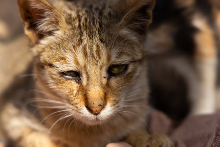 Close-up portrait of a stray cat. Selective focus.