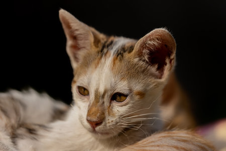 Close up of a cute little kitten on a black background. Selective focus.の写真素材