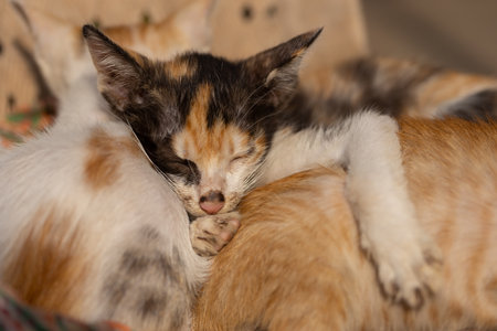 Cute little kittens sleeping together. Selective focus on cat.の写真素材