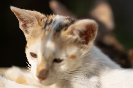 Close up of a cute little kitten. Selective focus with shallow depth of field.の写真素材