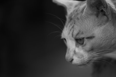 Portrait of a cat with black and white background. Black and white photo.の写真素材