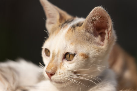 Portrait of a cat on a black background, close-upの写真素材