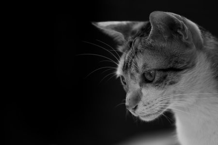 Black and white portrait of a cat on a dark background. Monochrome.の写真素材