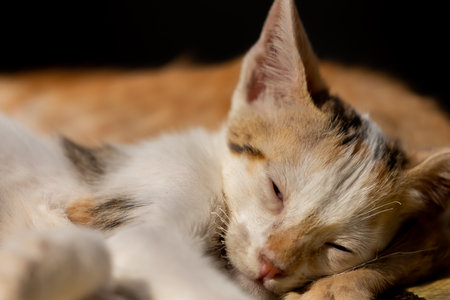 Cute little kitten sleeping on black background. Closeup portrait.の写真素材