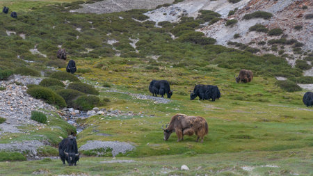 Bison in the grassland of the highlands of Tibet.の写真素材