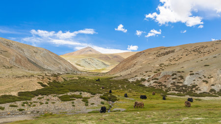 Yaks in the mountains, Ladakh, Jammu and Kashmir, Indiaの写真素材