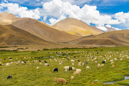 A large Heard of Pashmina sheep grazing in the high grasslands of Ladakhの写真素材
