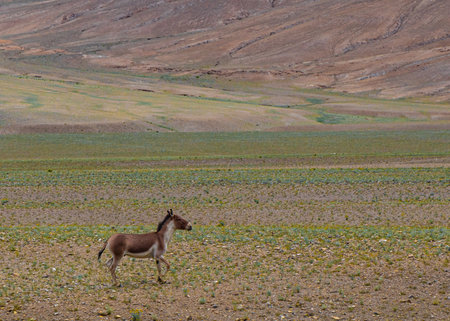 Donkey in the grassland of the Altiplano, Boliviaの写真素材