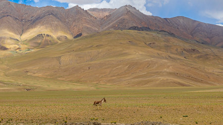 Gazelle in the grassland of Pamir mountains, Tajikistanの写真素材