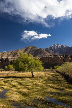 Beautiful landscape of mountains and trees in Leh Ladakh, India