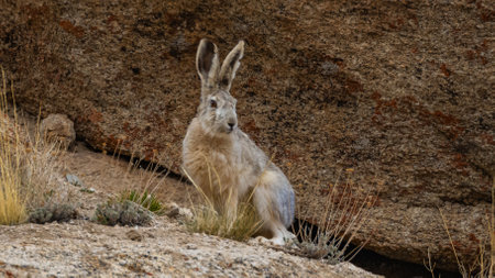 A woolly hare siting alert with its ears up next to a rock at high altitude mountains of Ladakh, India.の写真素材