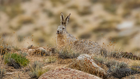A woolly hare siting alert with its ears up next to a rock at high altitude mountains of Ladakh, India.の写真素材