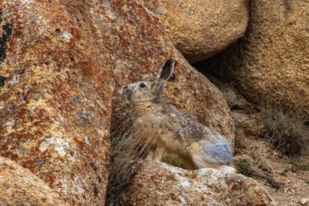 A woolly hare siting alert with its ears up next to a rock at high altitude mountains of Ladakh, India.の写真素材