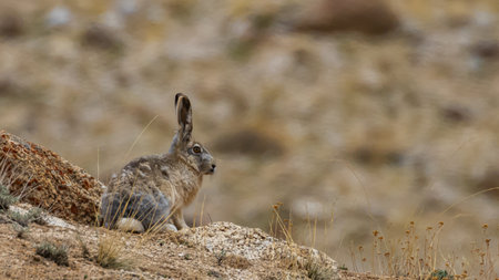 A woolly hare siting alert with its ears up next to a rock at high altitude mountains of Ladakh, India.の写真素材