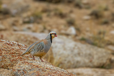 Chukar chukar (Alectoris chukar)の写真素材