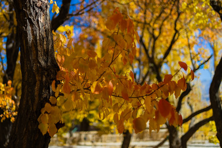 Selective focus image of trees with golden leaves and blurred background during autumn season.の写真素材