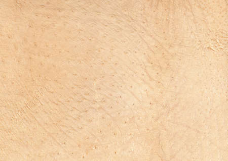 Full Hd Animal Skin Leathers and Furs Images