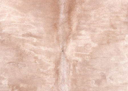 Full Hd Animal Skin Leathers and Furs Images