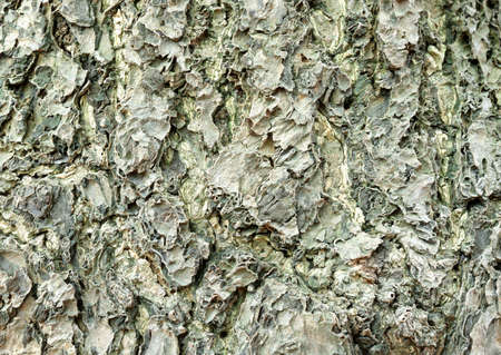 Full Hd Wood Surface and Tree Photo