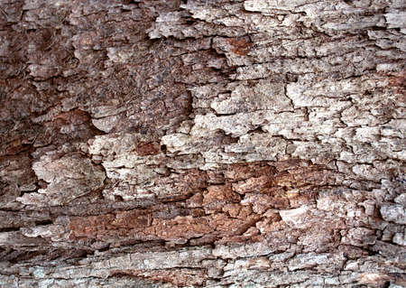 Full Hd Wood Surface and Tree Photo
