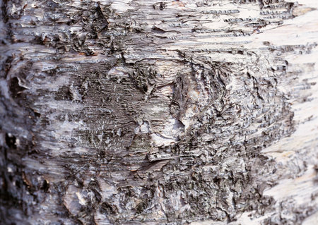 Full Hd Wood Surface and Tree Photo