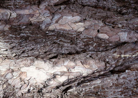 Full Hd Wood Surface and Tree Photo