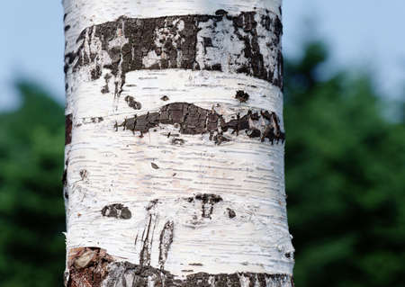 Full Hd Wood Surface and Tree Photo