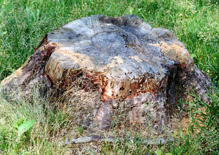 Full Hd Wood Surface and Tree Photo