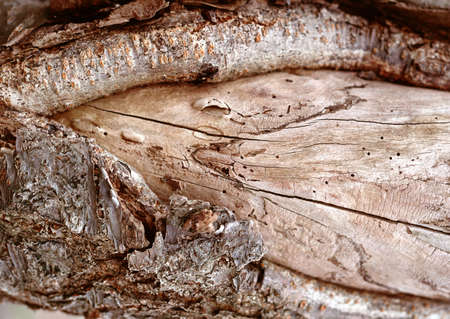 Full Hd Wood Surface and Tree Photo