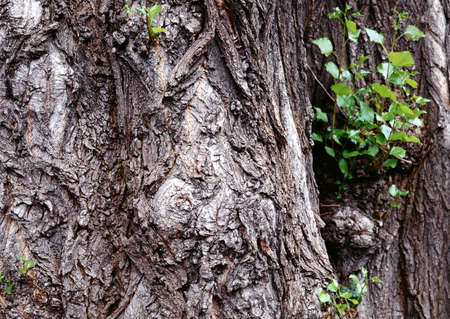 Full Hd Wood Surface and Tree Photo