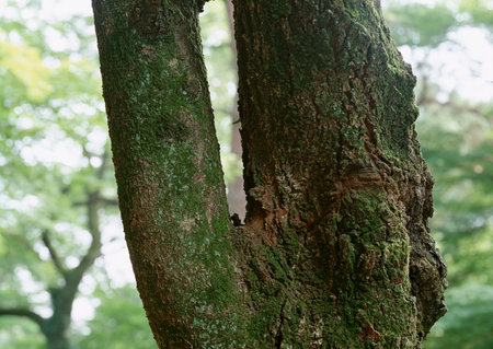 Full Hd Wood Surface and Tree Photo