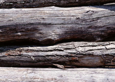 Full Hd Wood Surface and Tree Photo