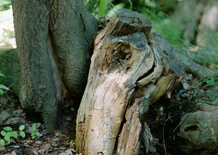 Full Hd Wood Surface and Tree Photo