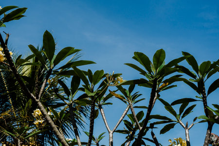Selective focus Plumeria tree with blue skyの写真素材