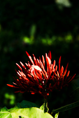Red Ixora flower (Ixora chinensis) footageの写真素材