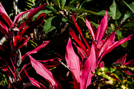 Close up of red leaves of ornamental plants in garden