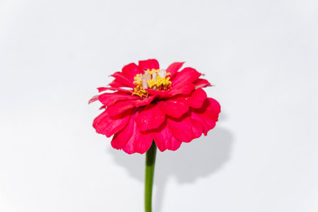 Red zinnia flower isolated on white background with clipping pathの写真素材