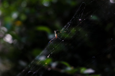 Spider on the web in the forest. Selective focus with shallow depth of field.