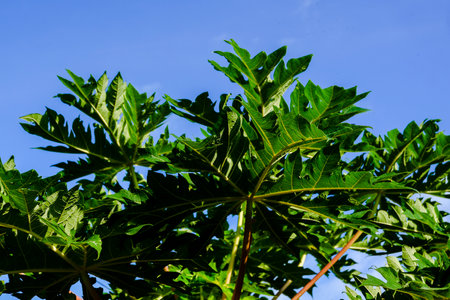 Papaya tree with blue sky background (Carica papaya)