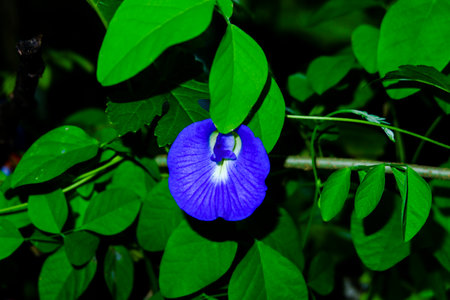 Clitoria ternatea, Butterfly pea or Clitoria ternateaの写真素材